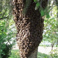 15 Trees That Bring Bees To the Yard